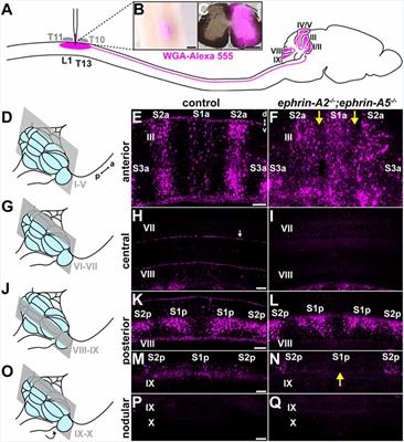 Eph/ephrin Function Contributes to the Patterning of Spinocerebellar Mossy Fibers Into Parasagittal Zones